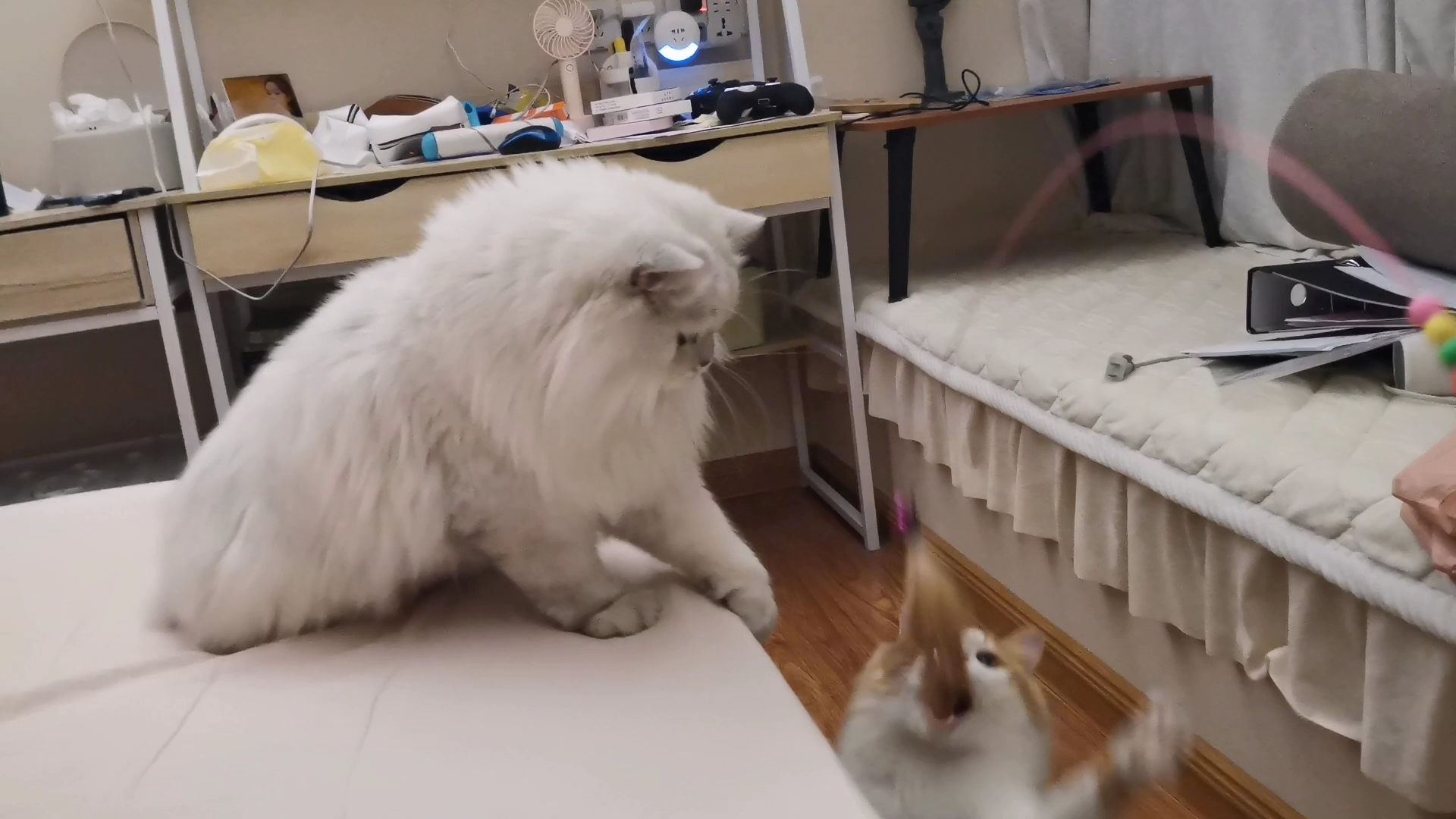 【米糊与烧麦】躺着钓猫